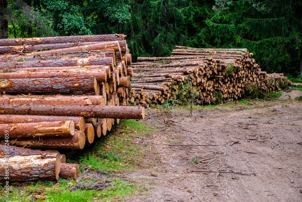 Sawn pine trunks lie on the grass