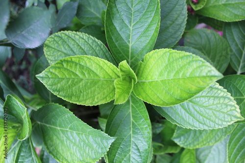mint leaves in a garden
