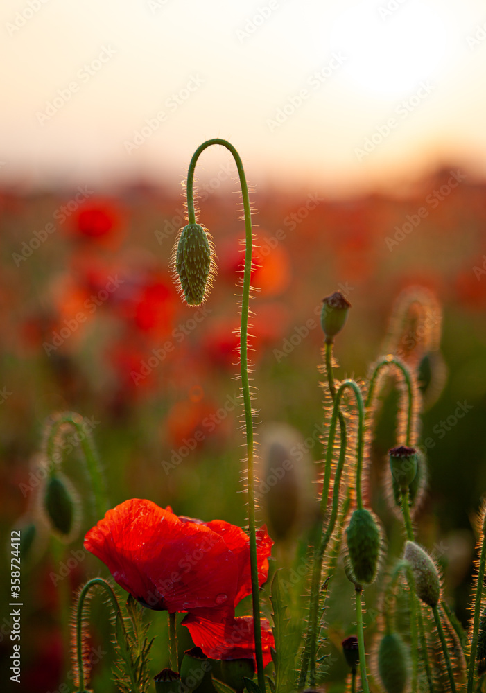 Field of poppies. Background for postcards. Nature in the summer. Sunset sun. Red poppies. Buds of wildflowers and garden flowers. Red poppy blossoms. Copy space Field of poppies. Background for postcards. Nature in the summer. Sunset sun. Red poppies. Buds of wildflowers and garden flowers. Red poppy blossoms. Copy space