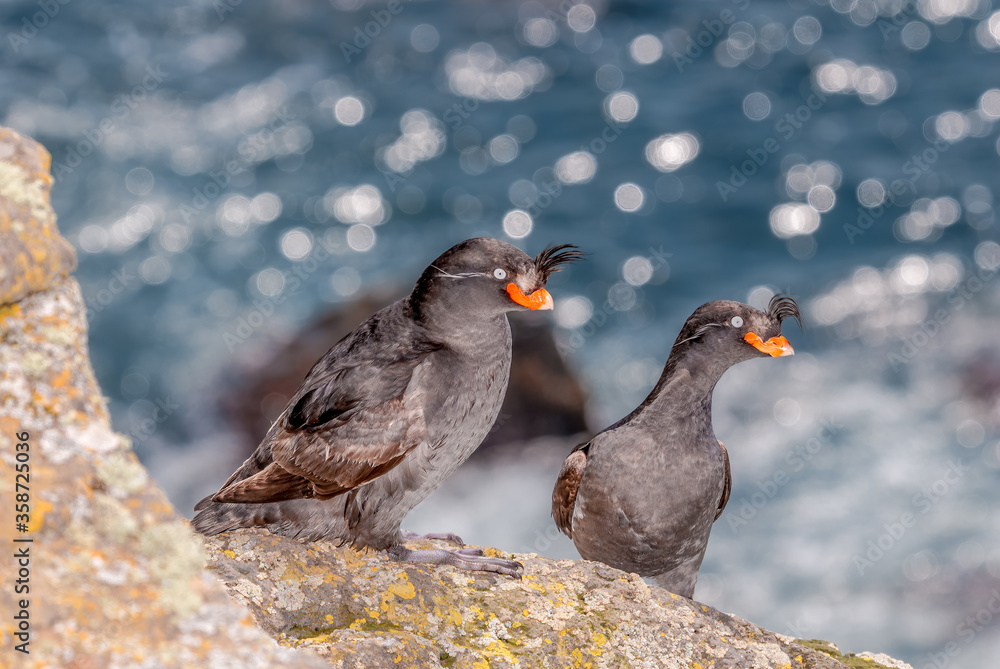 Fototapeta premium Crested Auklet (Aethia cristatella) at St. George Island, Pribilof Islands, Alaska, USA