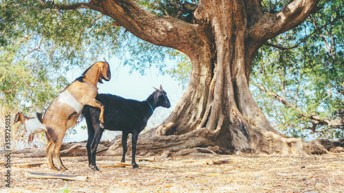 Two brown and black goats while mating