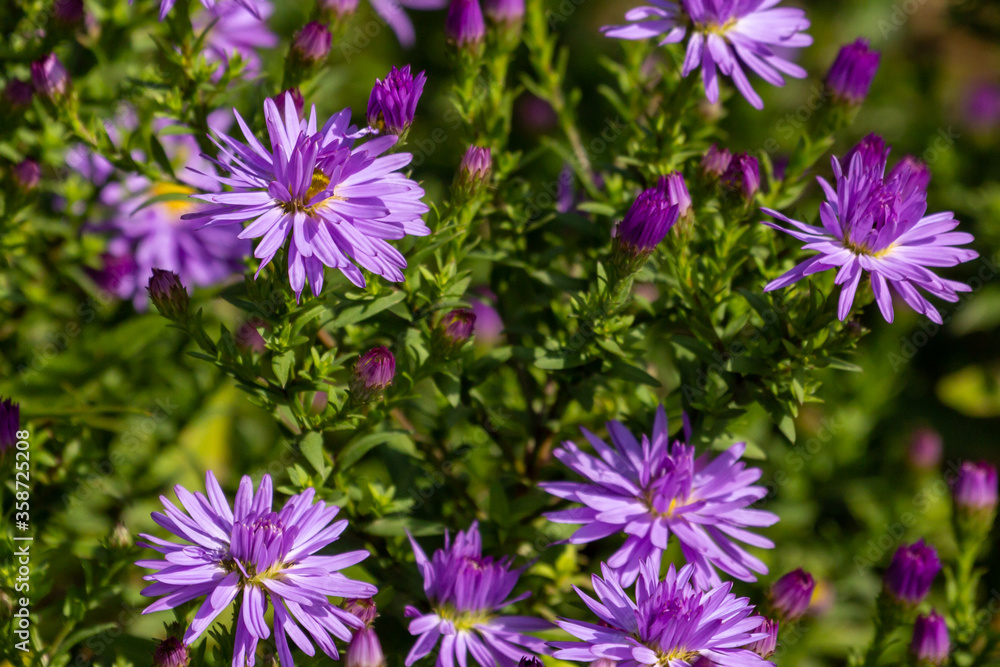 Obraz premium Daisy in a german garden in Gießen, Hessen, Germany