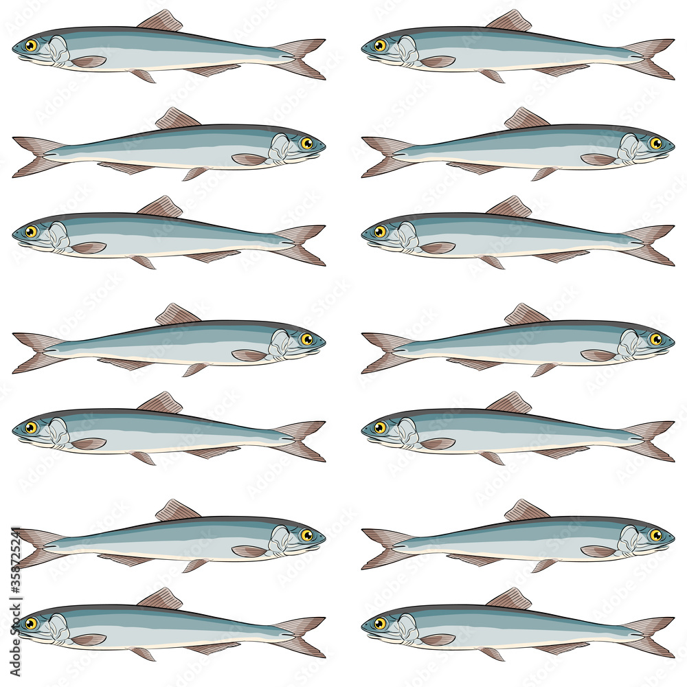 European sardines a school of fish in a row European sardines a school of fish in a row