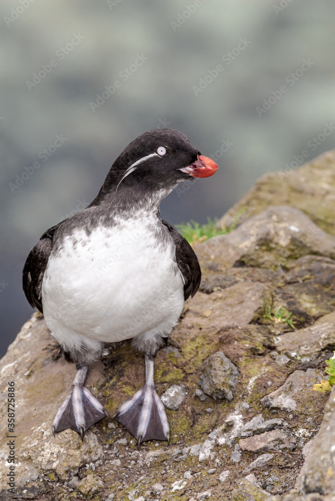 Parakeet Auklet (Aethia psittacula) at St. George Island, Pribilof Islands, Alaska, USA Parakeet Auklet (Aethia psittacula) at St. George Island, Pribilof Islands, Alaska, USA