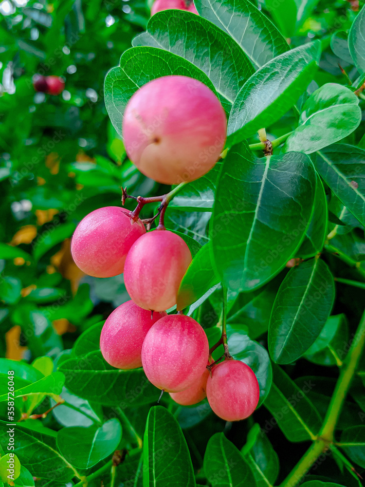 fresh fruit Carissa carandas among green leaf on tree fresh fruit Carissa carandas among green leaf on tree