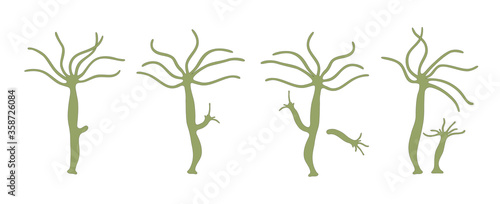 Asexual reproduction of Hydra photo