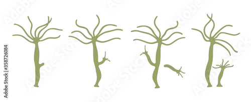 Asexual reproduction of Hydra