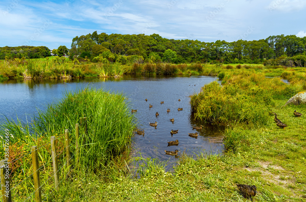 Panoramic View of Waiatarua Reserve, Remuera - Auckland New Zealand; Wetland Area