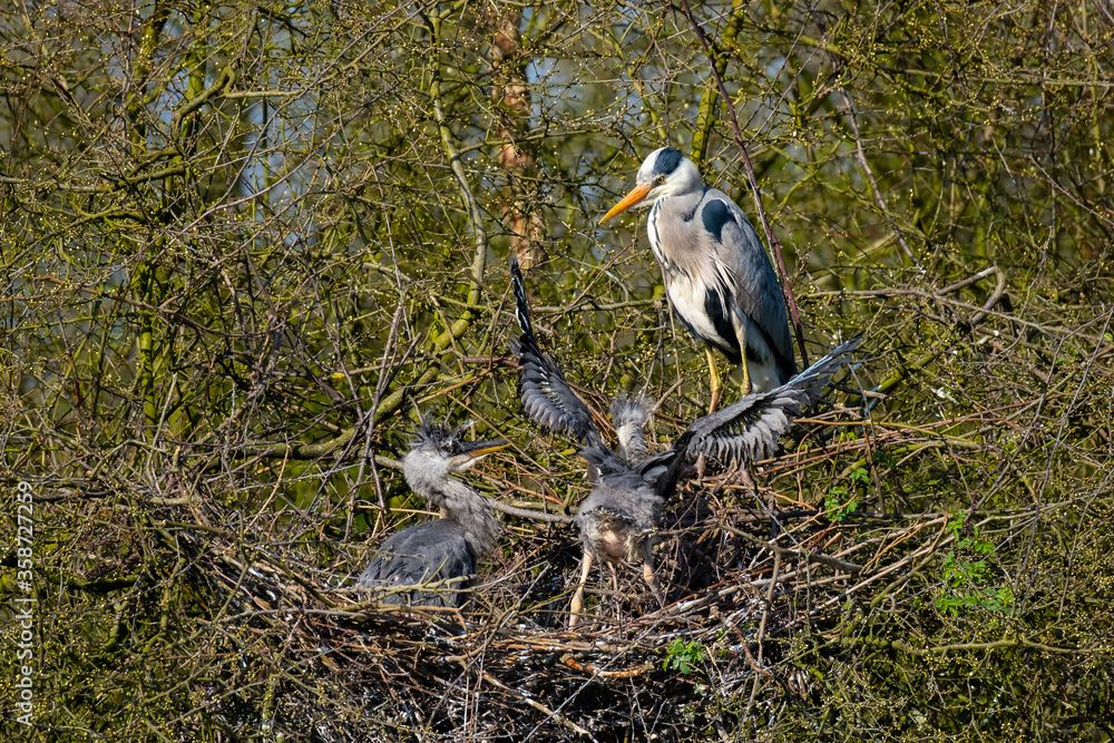 Graureiher und sein Nachwuchs im Nest Graureiher und sein Nachwuchs im Nest