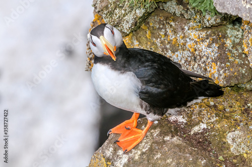 Horned Puffin (Fratercula corniculata) at St. George Island, Pribilof Islands, Alaska, USA photo