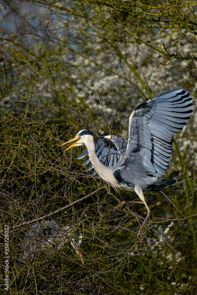 Ein Graureiher beim Flügelschlagen am Nest Ein Graureiher beim Flügelschlagen am Nest
