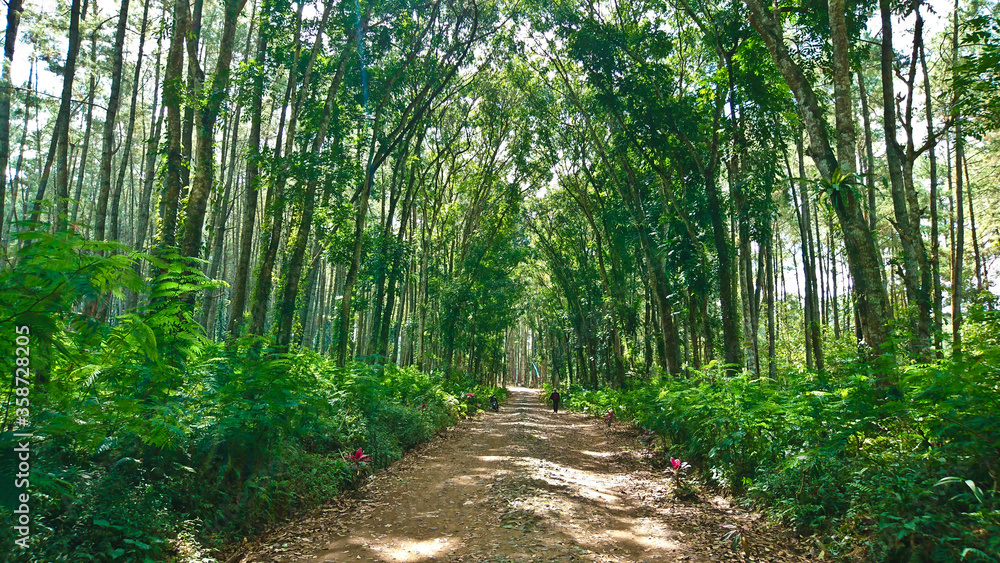 A dirt road between the forests A dirt road between the forests