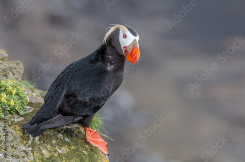 Tufted Puffin (Fratercula cirrhata) at St. George Island, Pribilof Islands, Alaska, USA photo