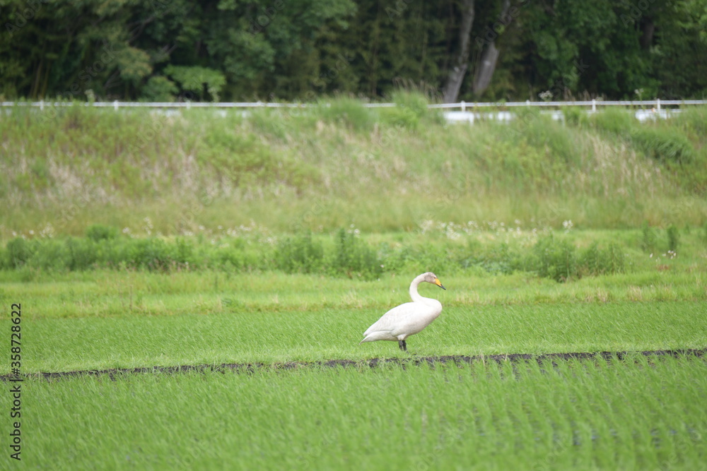 水田と白鳥 水田と白鳥
