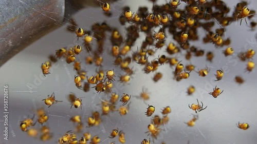 Time lapse of newly hatched baby Araneus diadematus european garden spiders photo