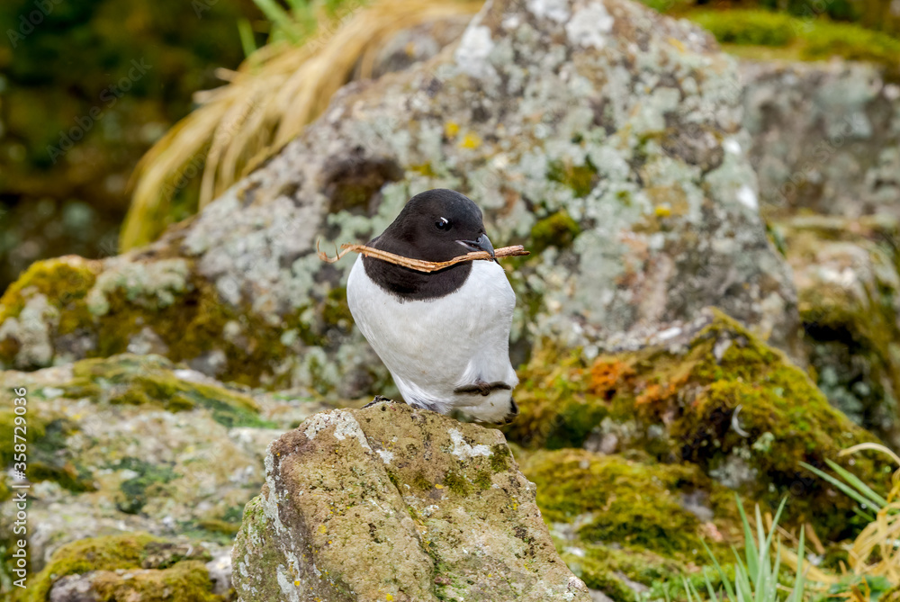 Obraz premium Dovekie (Alle alle) at Least Auklet colony in St. George Island, Alaska, USA