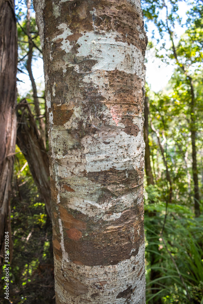 Kauri Tree Trunk at Mokoroa Regional Park, Auckland New Zealand; Kauri Tree Bark