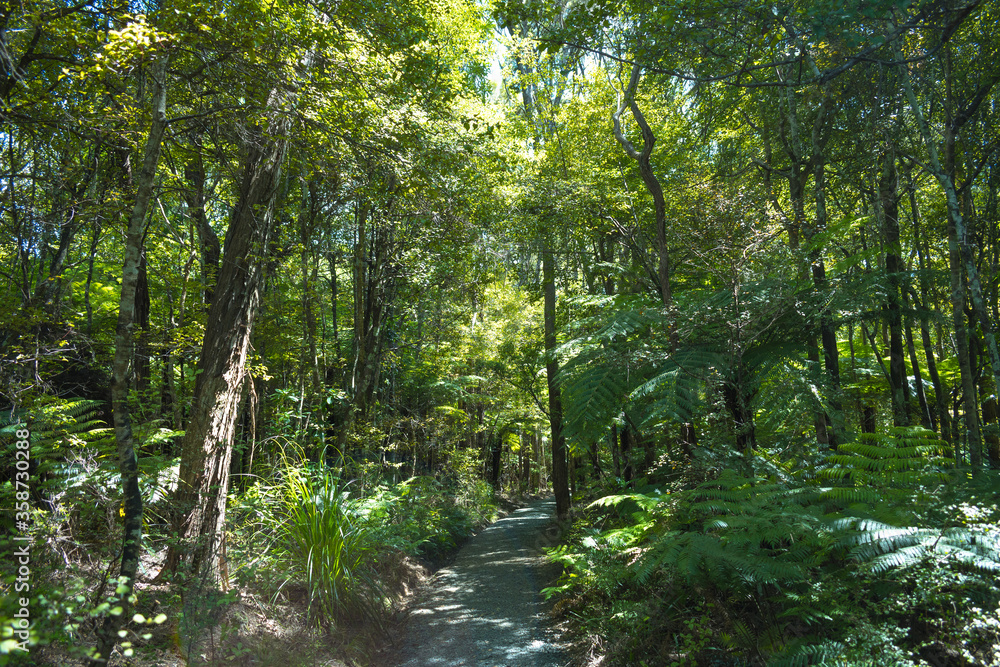 Walkways to Mokoroa Waterfalls, Auckland New Zealand; Bush Walk at Regional Park
regional 