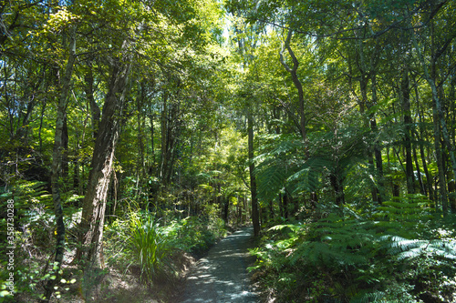 Walkways to Mokoroa Waterfalls  Auckland New Zealand  Bush Walk at Regional Park regional 