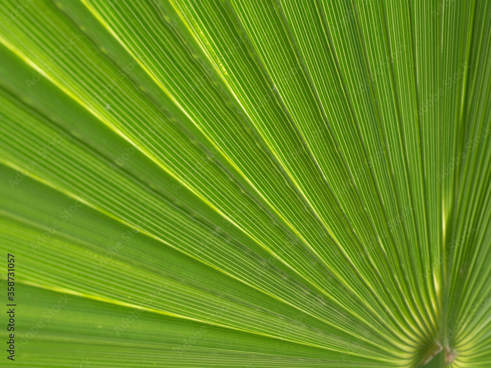 Obraz premium Abstract background of palm leaves close-up with transmitted light