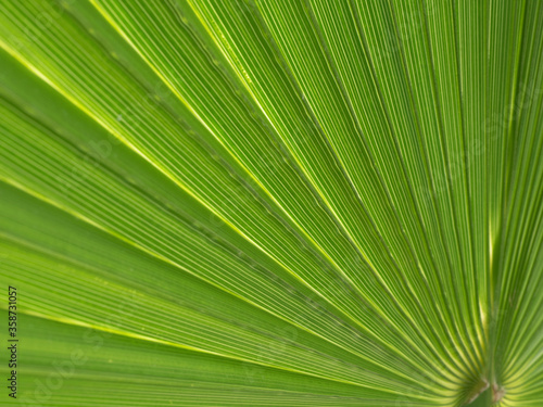 Abstract background of palm leaves close-up with transmitted light