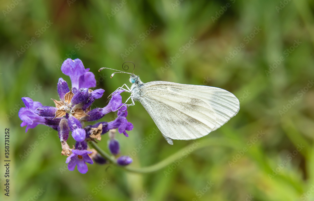 butterfly sipping nectar from flower butterfly sipping nectar from flower