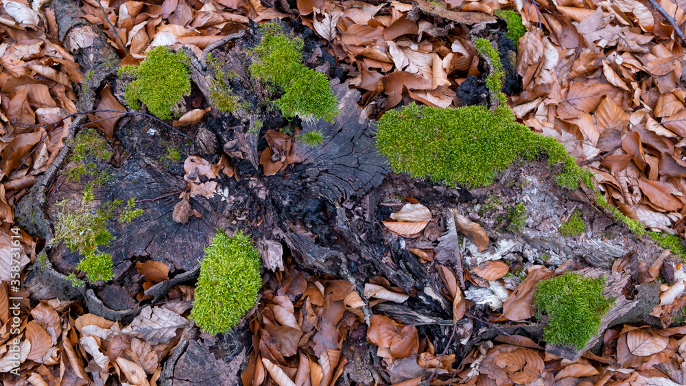 Waldboden Baumstumpen, Moos und Laub Waldboden Baumstumpen, Moos und Laub