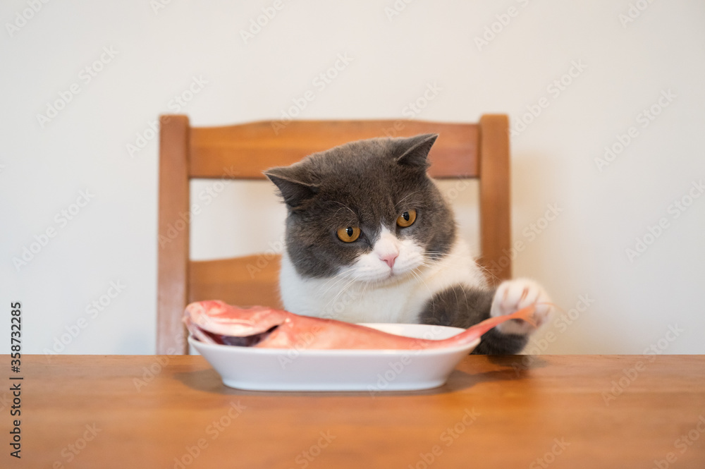 British shorthair cat sitting on a chair and looking at fish on the dining table British shorthair cat sitting on a chair and looking at fish on the dining table