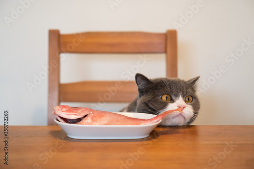 British shorthair cat sitting on a chair and looking at fish on the dining table