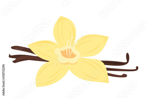Vanilla flower vector isolated. Natural organic ingredient, tasty stick. Yellow aromatic condiment. Aromatic flower
