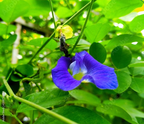 Best Blue Color gurden flowers. photo