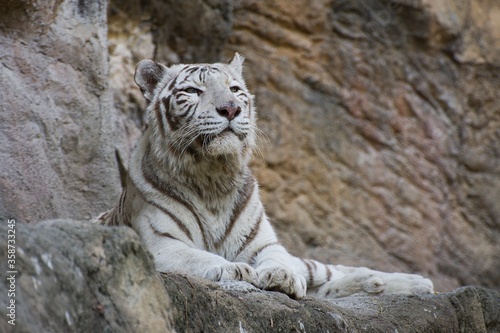 Beautiful white tiger in the zoo