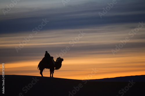 Bactrian camel in the gobi desert of Mongolia.Camels in the Mongolian gobi desert, camel rider in Mongolia desert with sand dunes and dry bushes