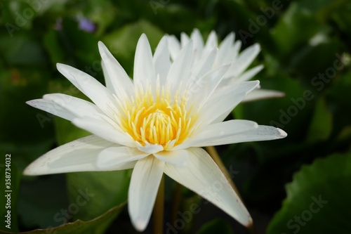 Close up white lotus flower blossom in a pond with green leaves and nature background