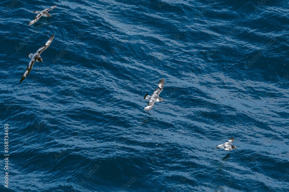 Obraz premium Cape Petrel (Daption capense) in South Atlantic Ocean, Southern Ocean, Antarctica