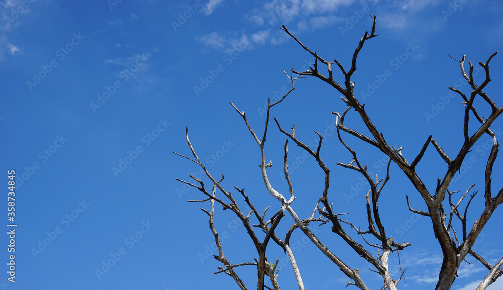 Evening sky clouds and branches sunlight Evening sky clouds and branches sunlight