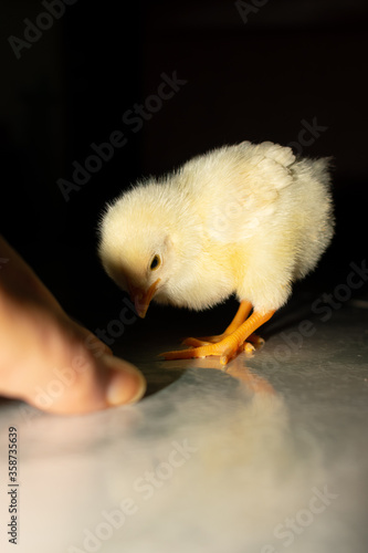 Chick photography collection