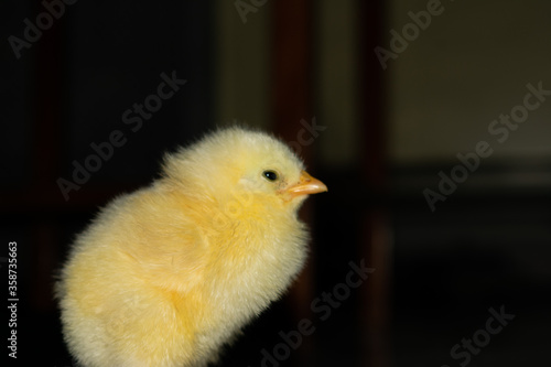 Chick photography collection