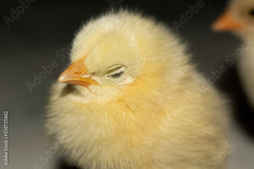 Chick photography collection