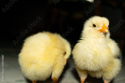 Chick photography collection