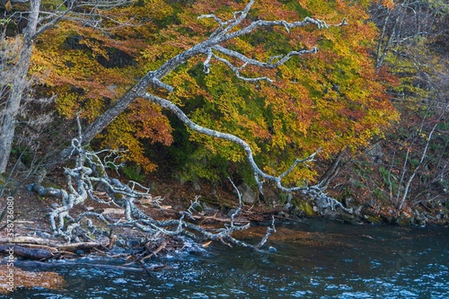 Fototapeta Naklejka Na Ścianę i Meble -  水没して枯れた木がある秋の風景／Lake Chuzenji in Nikko / Tochigi Prefecture, Japan