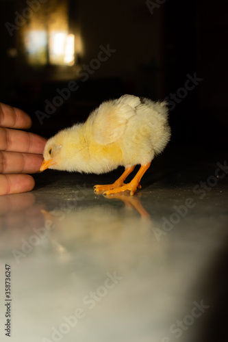 Chick photography collection