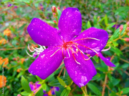 Purple Bovitiya Flower in Sri Lanka. photo