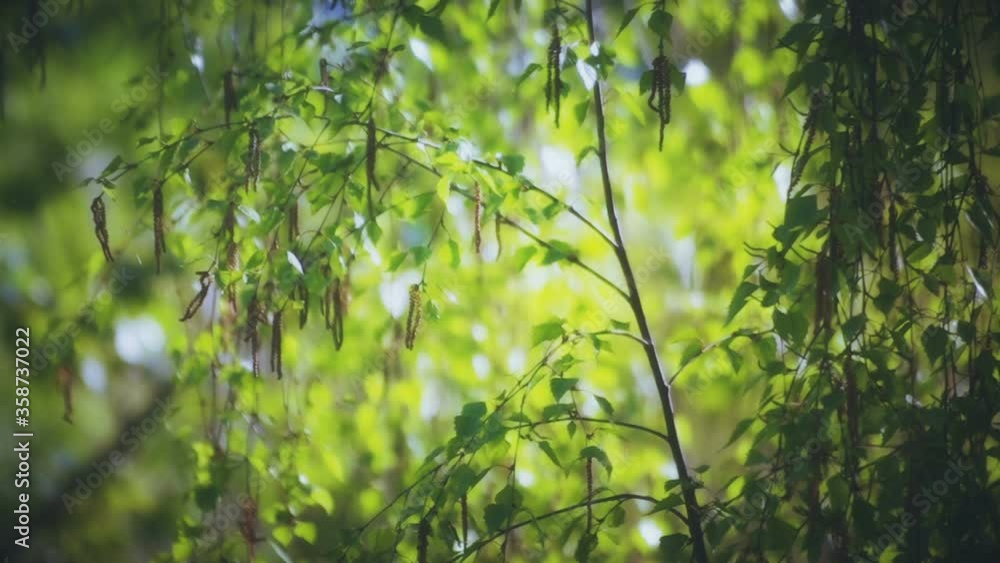 Green Birch Leaves in Summer Forest Video Background Green Birch Leaves in Summer Forest Video Background