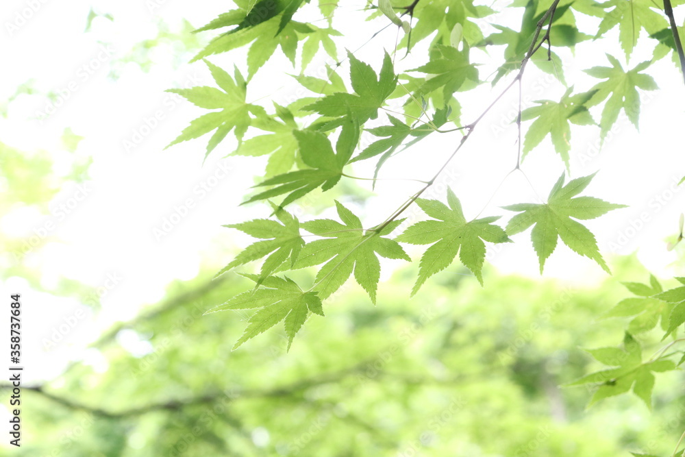 Green maple leaves against the sun Green maple leaves against the sun