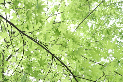 Green maple leaves against the sun