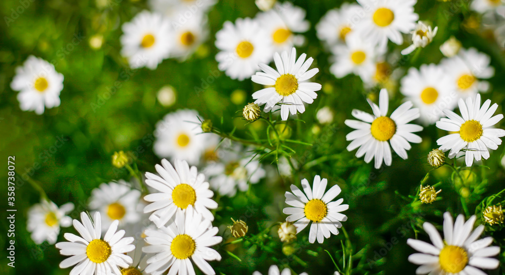 Background of chamomile flowers, field chamomile, nature with blooming medical chamomile, medicinal plant, spring, summer Background of chamomile flowers, field chamomile, nature with blooming medical chamomile, medicinal plant, spring, summer