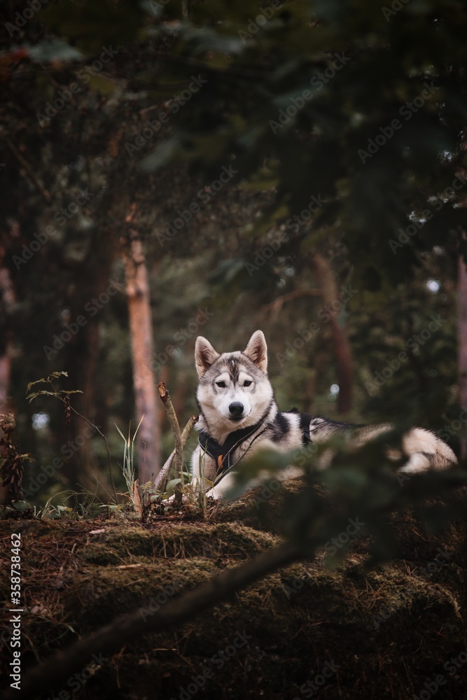Obraz premium Siberian Husky in captivity of the forest