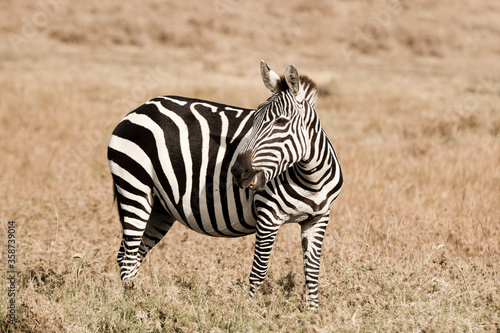 Zebra in the Maasai Mara with a dry grassland background.Kenya