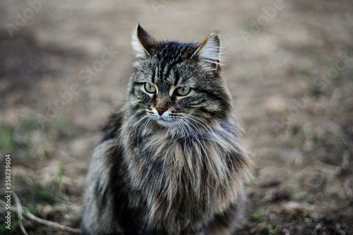 Gray tabbed beautiful feline cat. Domestic animal. A pet in nature. Bokeh. The village, the park. Summer.